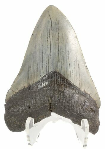 Fossil Megalodon Tooth - South Carolina #47485